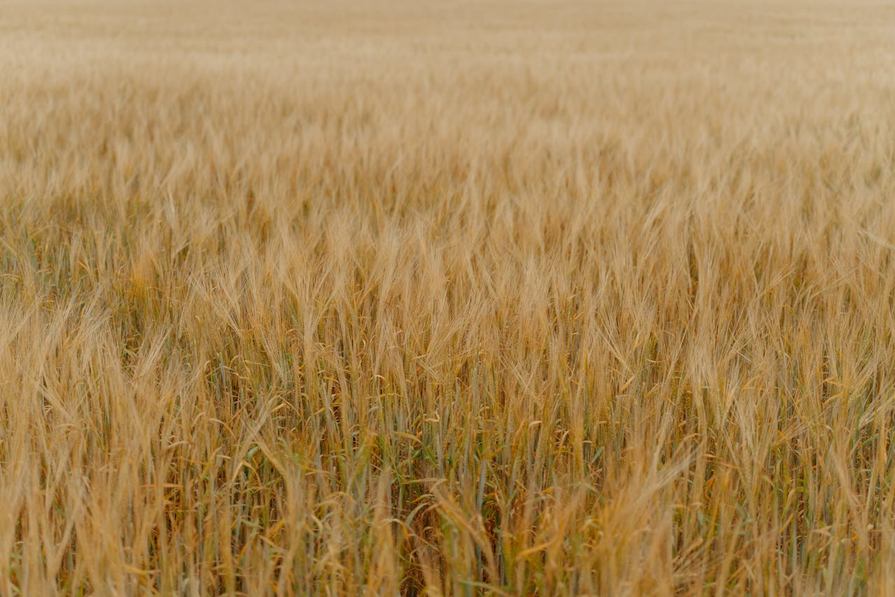 A vast golden wheat field swaying under a clear summer sky, perfect for agricultural themes.